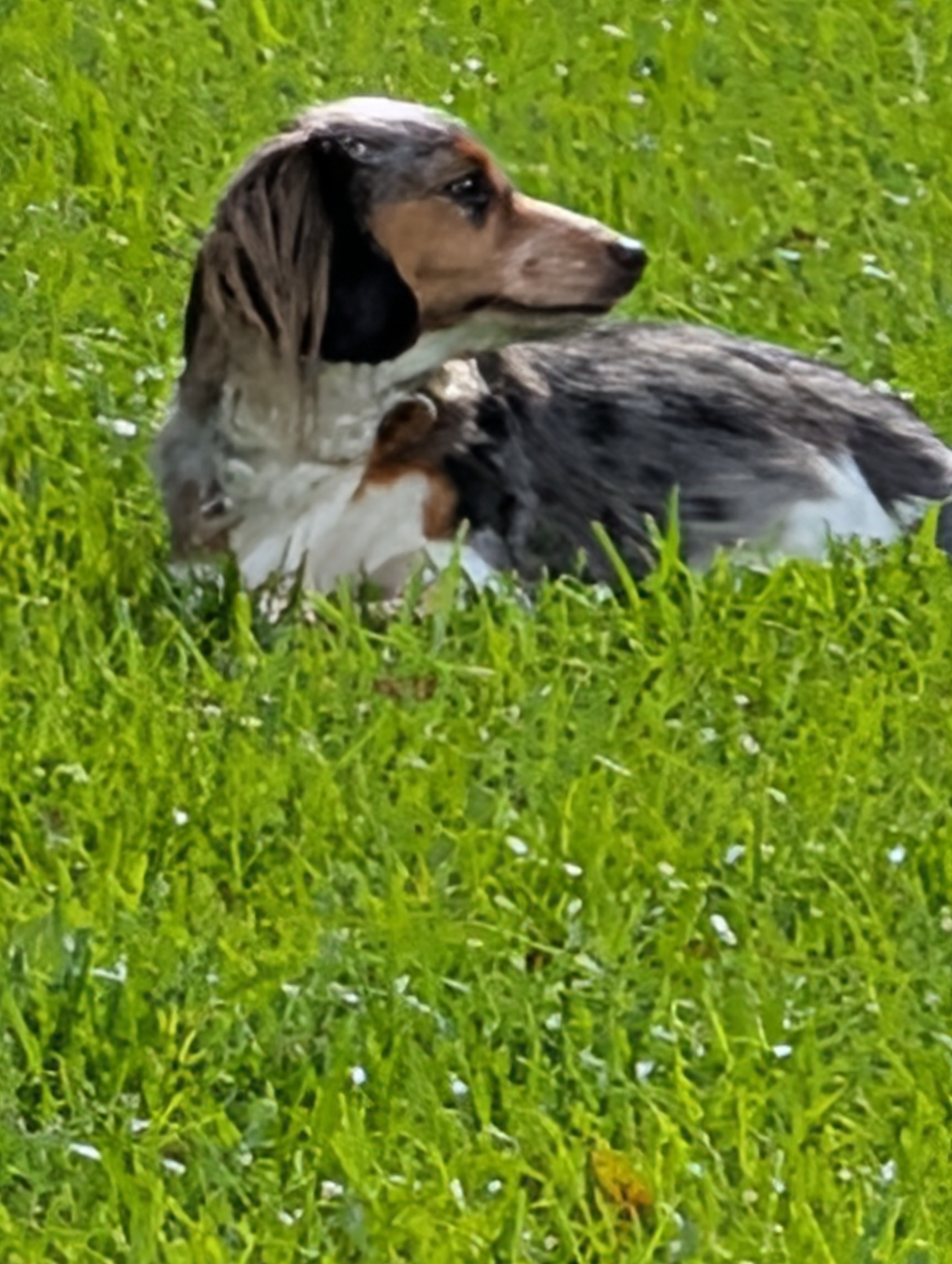 Tilly — our dam